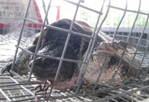 snapping turtle removal nashville