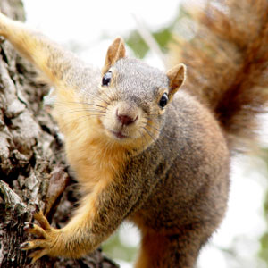 Squirrel Removal Nashville
